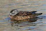 Wood Duck